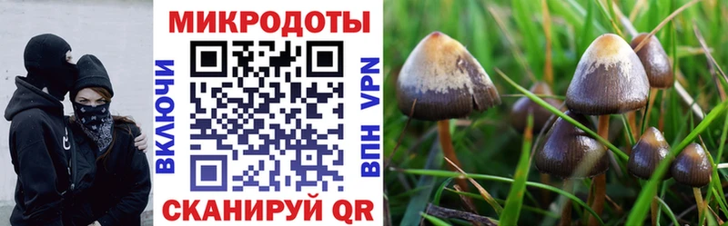 Псилоцибиновые грибы Cubensis Тетюши